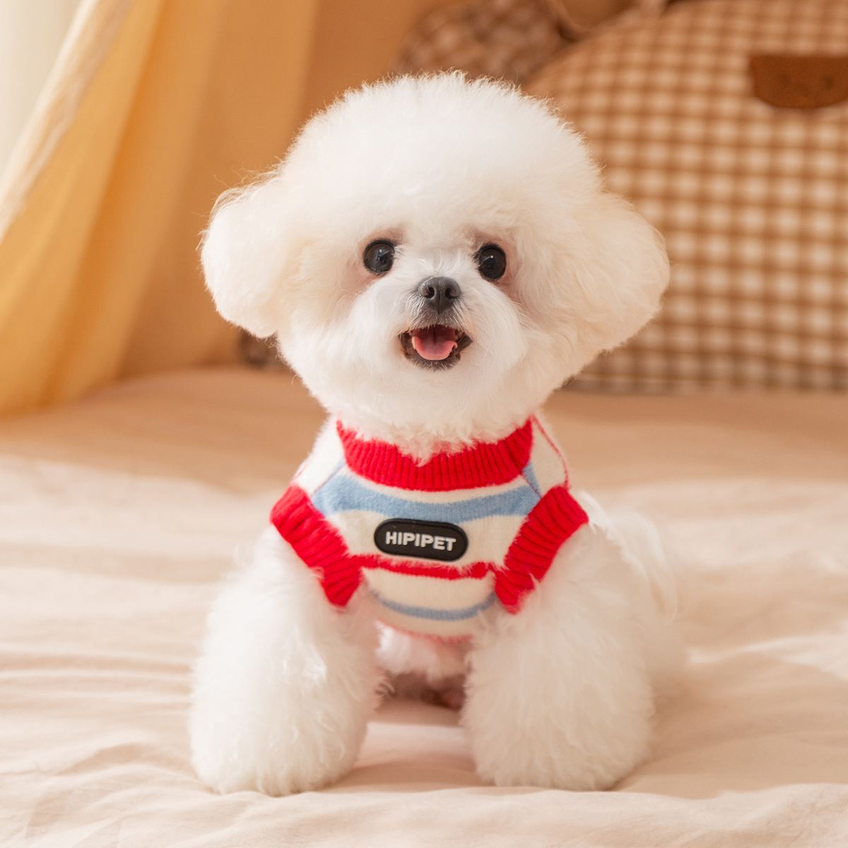 White bichon dog wearing a red and blue striped knit sweater
